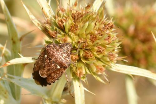 Staria lunata